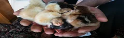 Chickens poultry for sale: Chicks day old pure breed, some mixedo in Bury - Advert 6