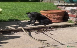 Staffordshire Bull Terrier dogs for sale: Staffordshire Bullterrier Puppy  - Image 3