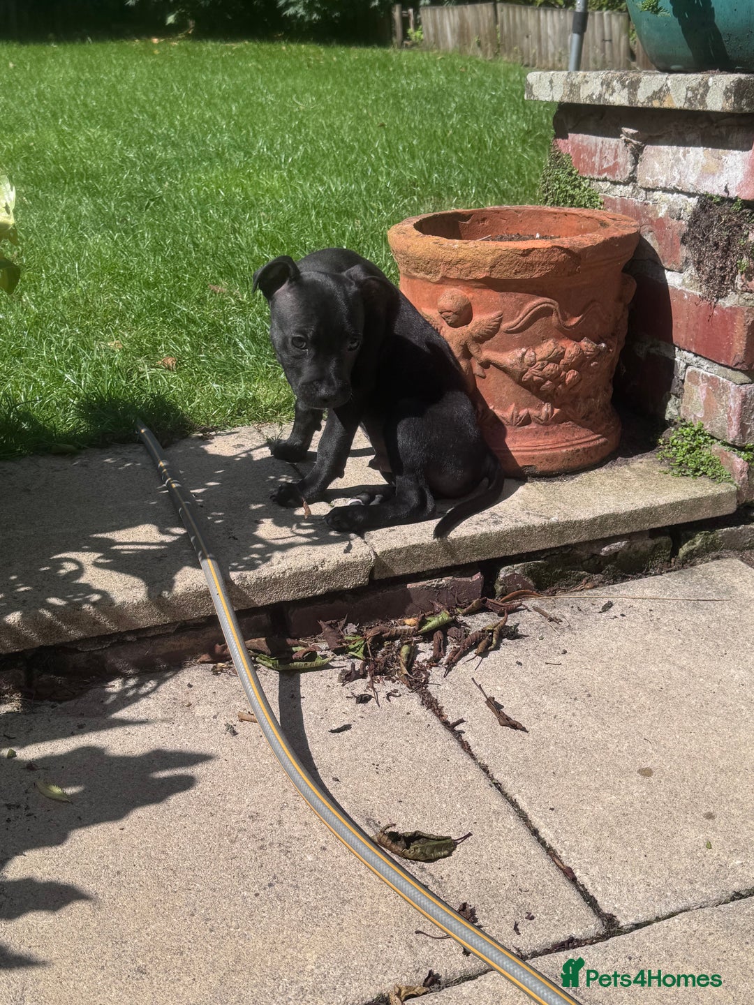 Staffordshire Bull Terrier dogs for sale: Staffordshire Bullterrier Puppy  - Image 3