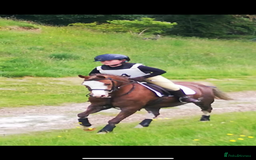 Welsh Section B horses for sale: 🎀Bunbury Zianna aka Annie 🎀 - Image 5