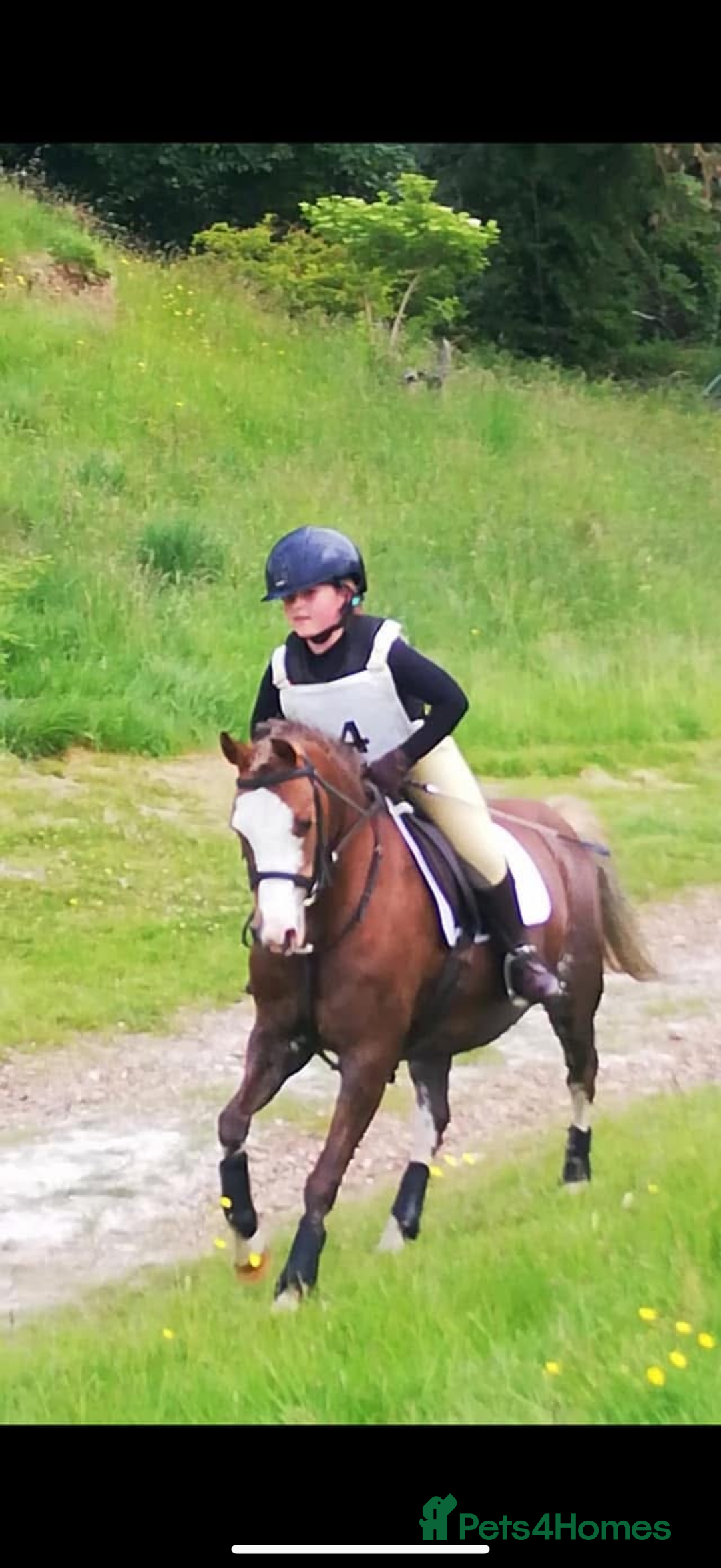 Welsh Section B horses for sale: 🎀Bunbury Zianna aka Annie 🎀 - Image 5