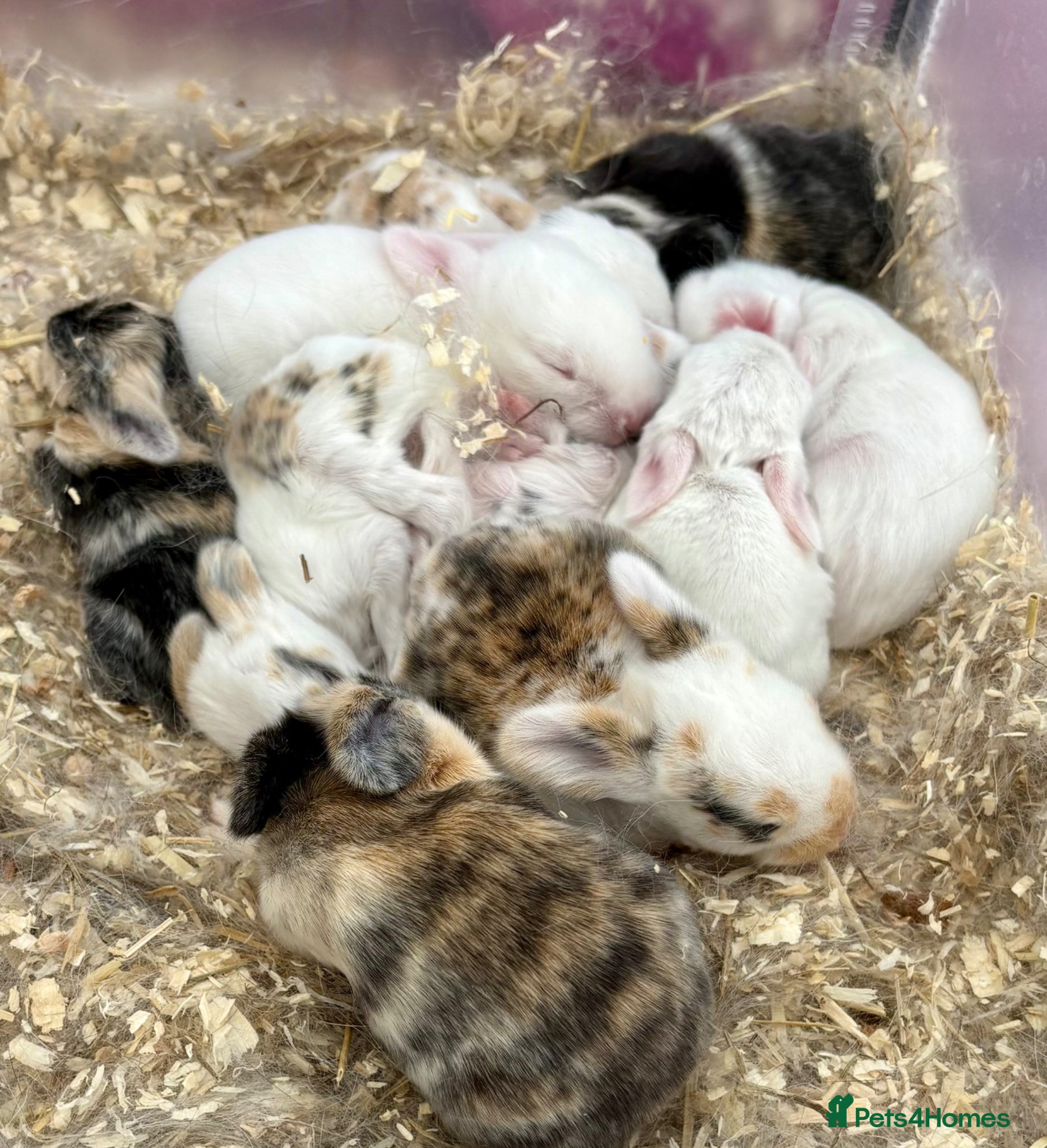 Dwarf Lop rabbits Bunnies looking for forever homes ❤️ - Advert 3