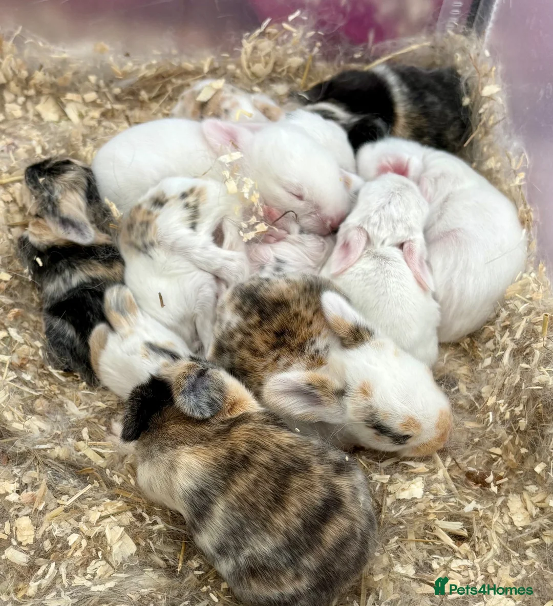 Dwarf Lop rabbits for sale: Bunnies looking for forever homes ❤️ - Advert 1