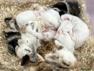 Dwarf Lop rabbits Bunnies looking for forever homes ❤️ - Advert 3