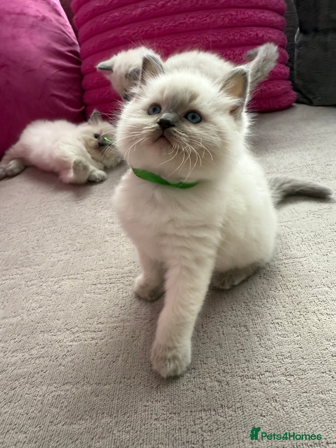 Ragdoll cats for sale: Ragdoll Kittens - Image 5