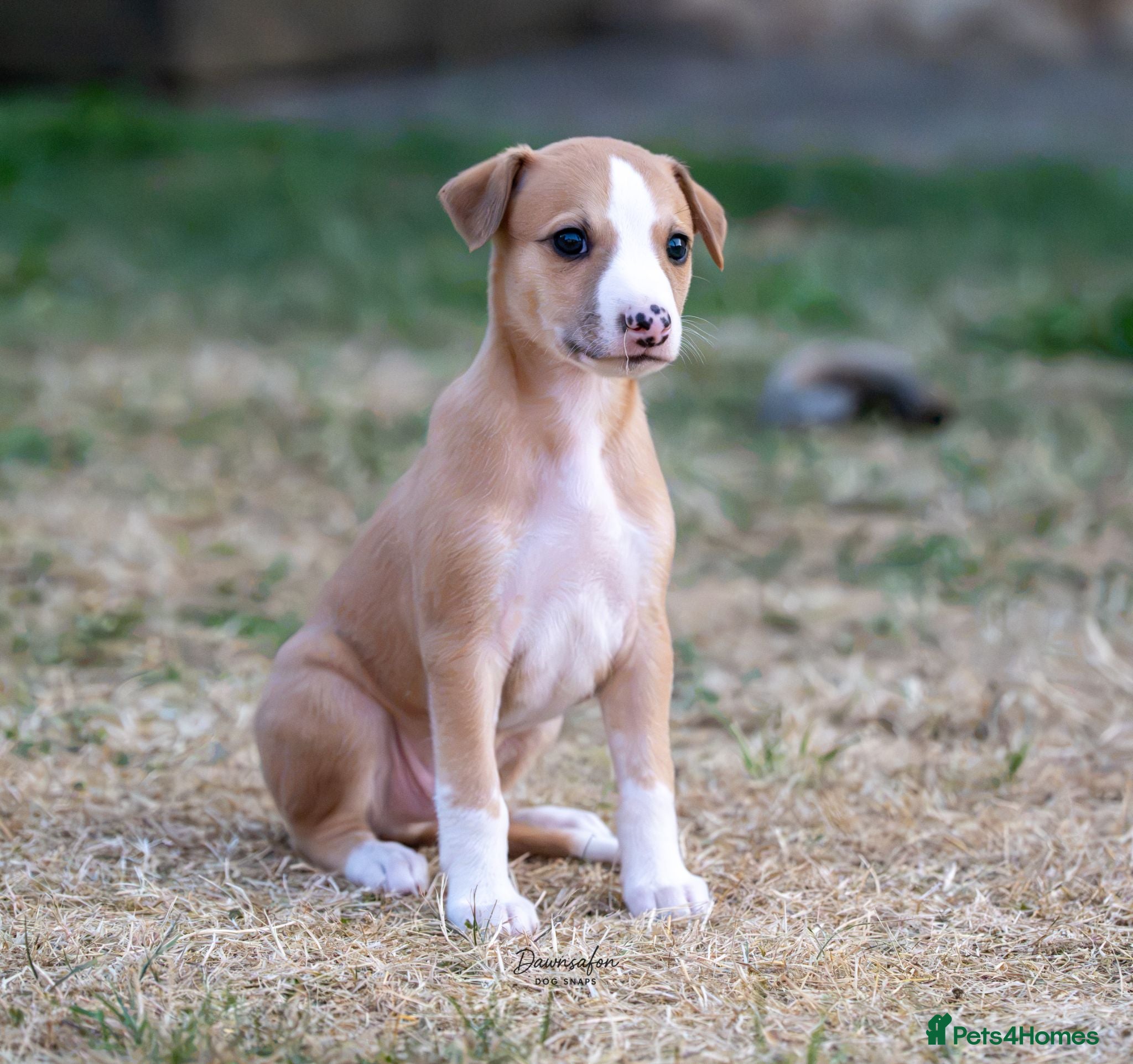 Whippet dogs Top Quality Whippet Puppies Ready to Reserve - Advert 2