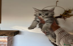Maine Coon cats for sale: TICA registered Maine coon kittens, shaded lines - Image 3