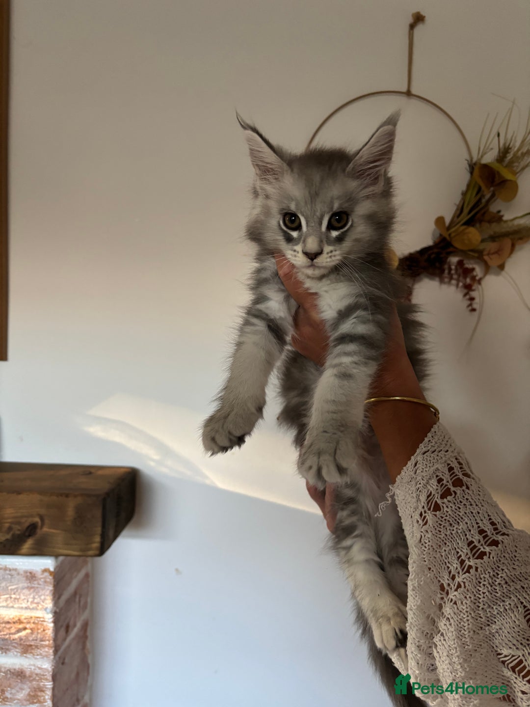 Maine Coon cats for sale: TICA registered Maine coon kittens, shaded lines - Image 3
