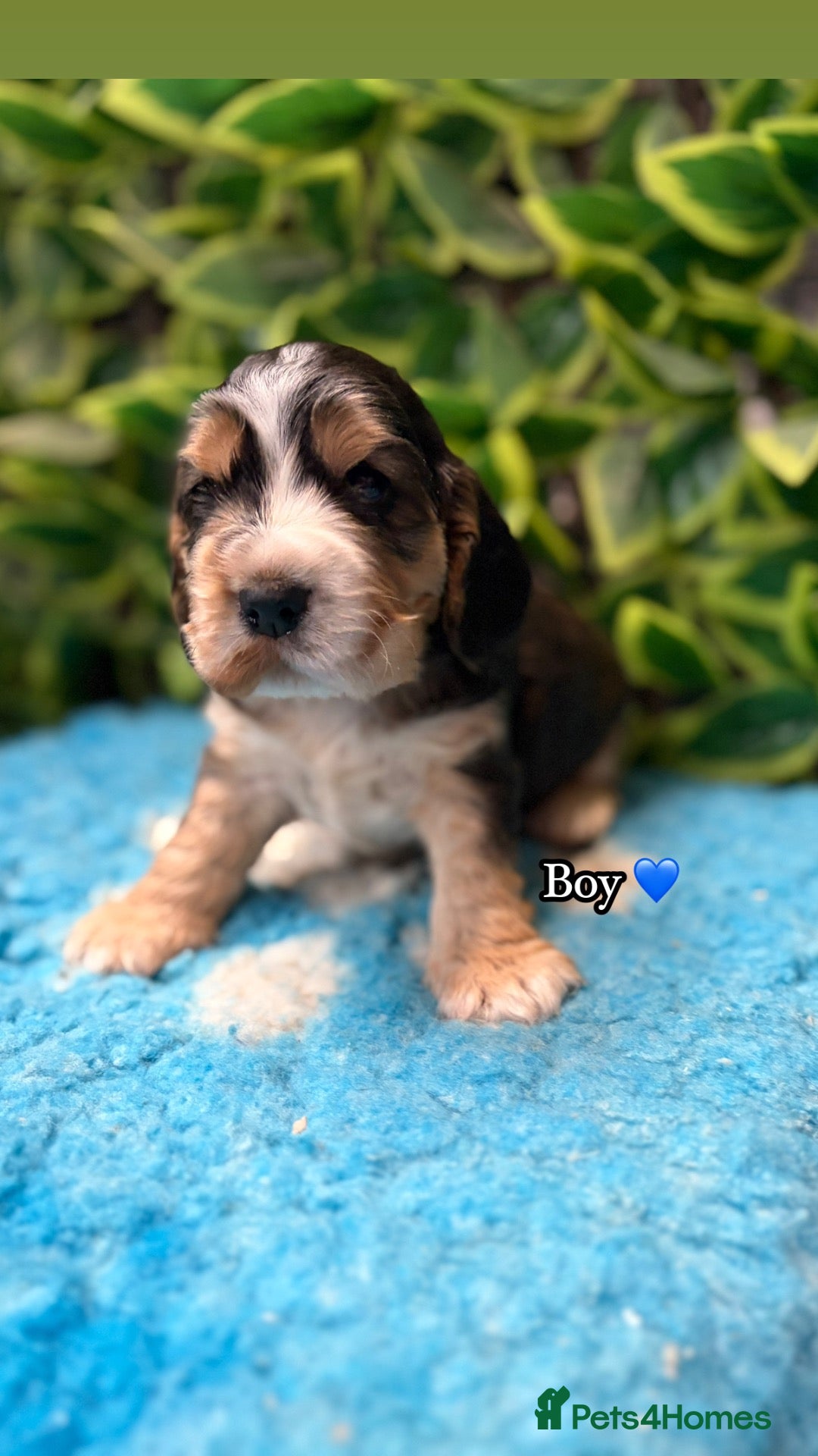 Cocker Spaniel dogs 🏆 Award Winning 🏆 - Advert 1