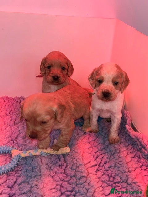 Cocker Spaniel dogs KC working cocker pups 5⭐️licensed. Only boys left - Advert 2