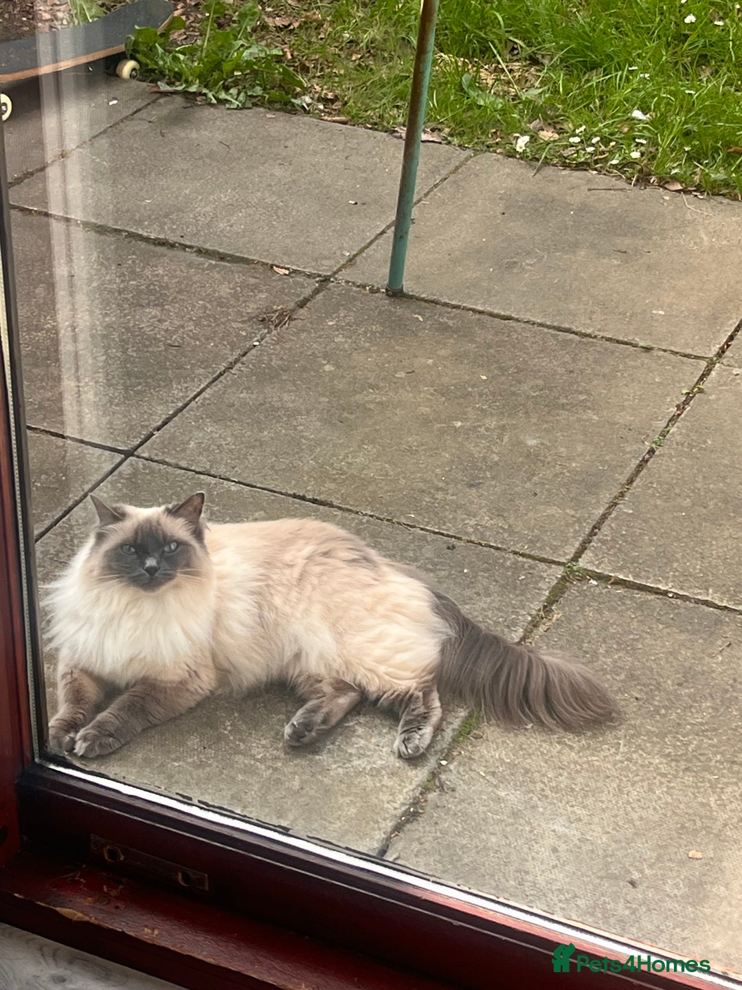 Ragdoll cats for sale: Full pedigree Ragdoll  - Image 6