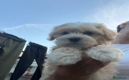 Maltese dogs for sale: bichon meltese  - Image 10