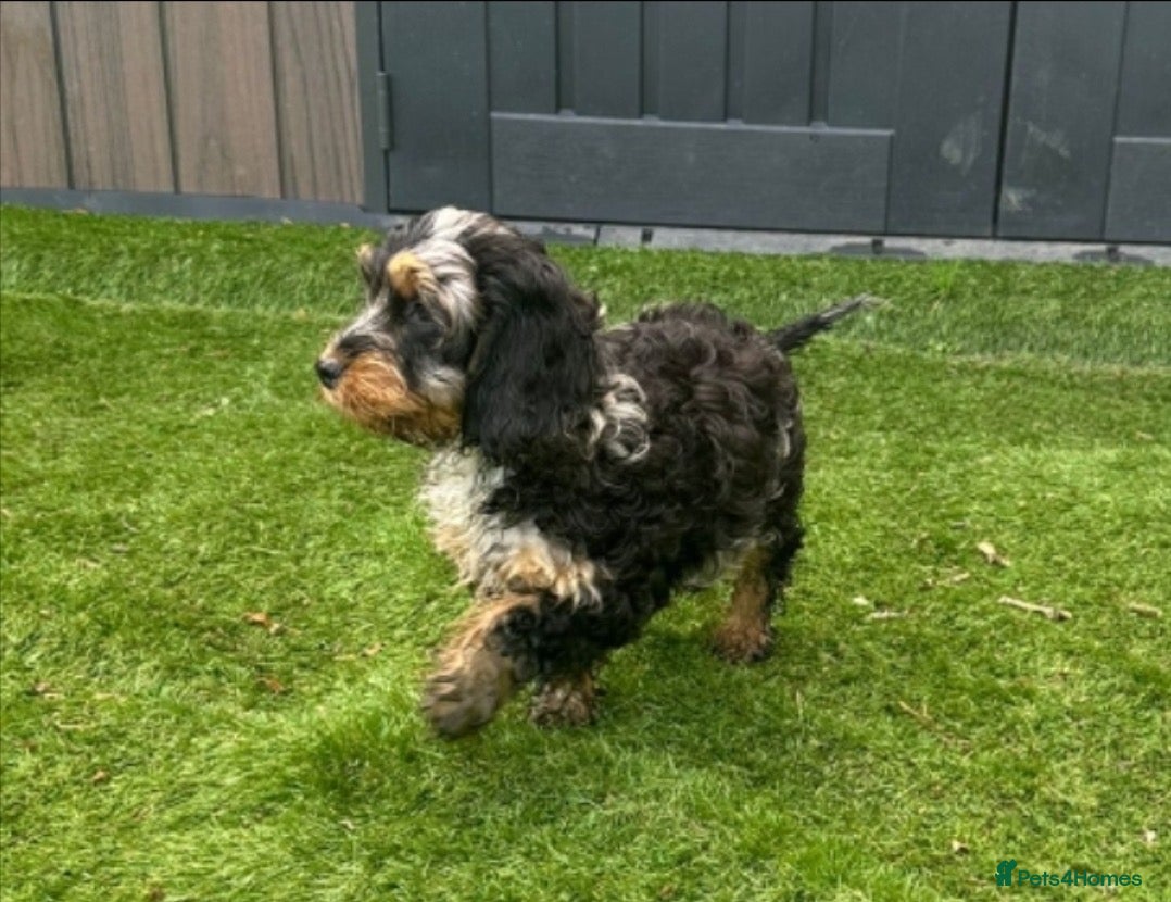 Cockapoo dogs Fully Vaccinated Merle cockapoos  - Advert 17