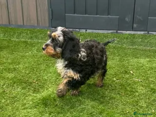 Cockapoo dogs Fully Vaccinated Merle cockapoos - Advert 4