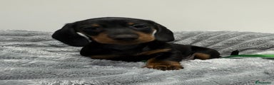 Miniature Dachshund Puppy 2