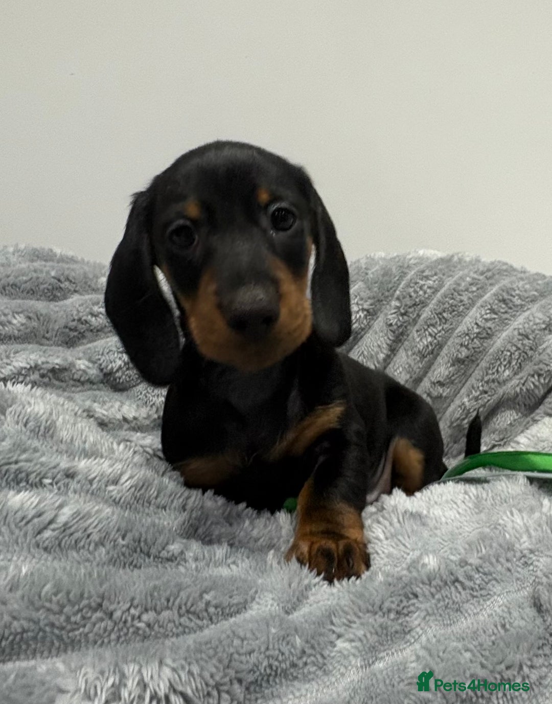 Miniature Dachshund dogs for sale: Gorgeous Miniature Dachshunds - Advert 23
