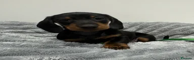 Miniature Dachshund Puppy 2