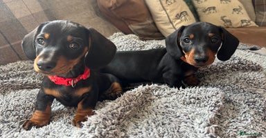 Miniature Dachshund dogs - Advert 10