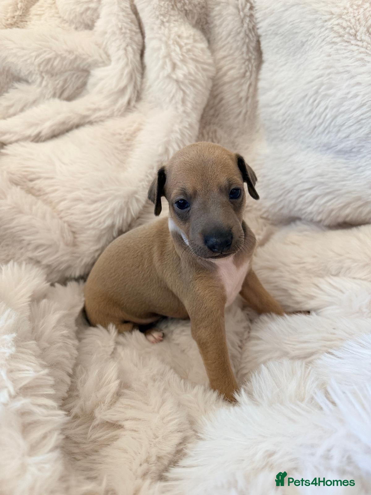 Italian Greyhound dogs *Cutest Fawn Girl Left* Exceptional 5-Gen Pedigree - Advert 2