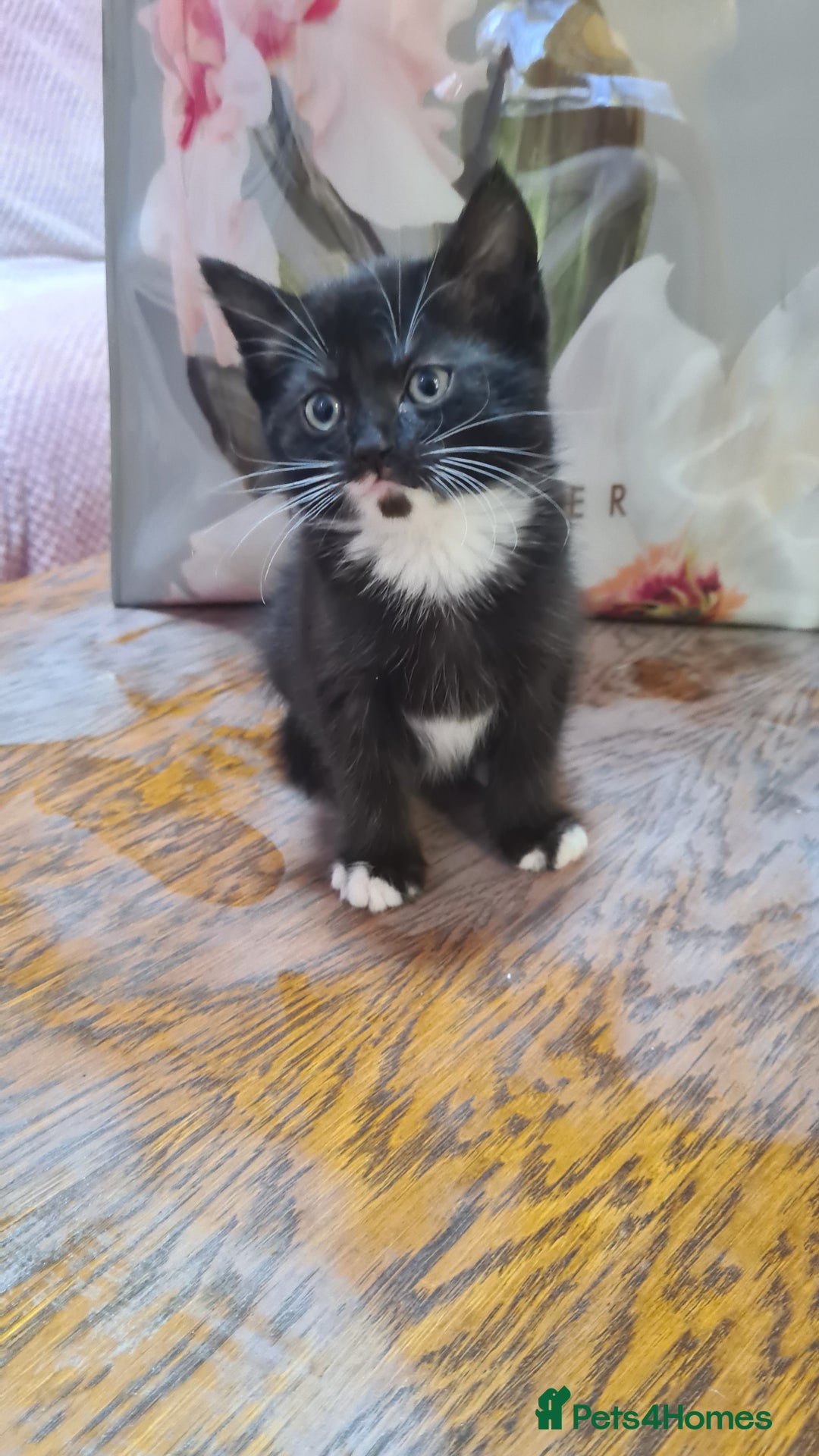 Mixed Breed cats for sale: 5 beautiful tabby cats longline/shorthair  - Image 4