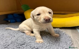 Labrador Retriever dogs for sale: Beautiful KC Labrador Pups - 2 x Yellow Girls  - Image 3