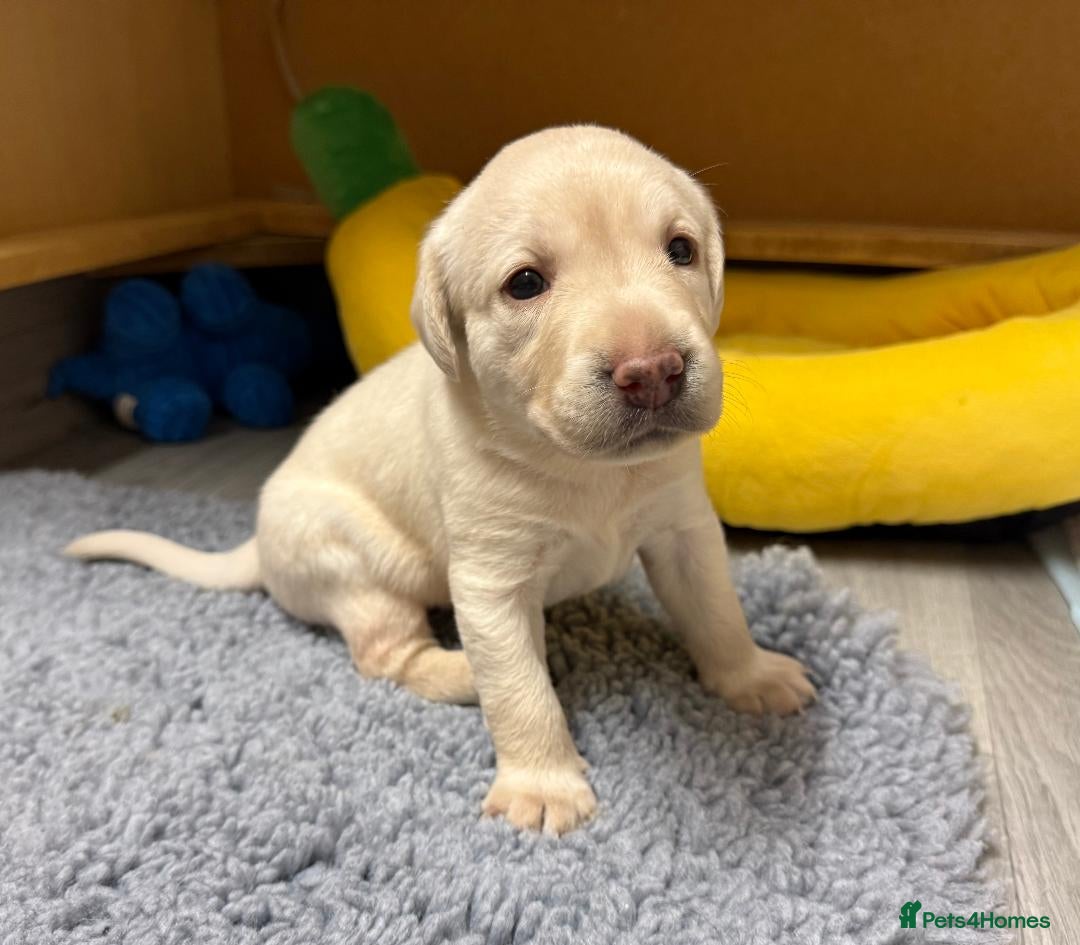 Labrador Retriever dogs for sale: Beautiful KC Labrador Pups - 2 x Yellow Girls  - Image 3
