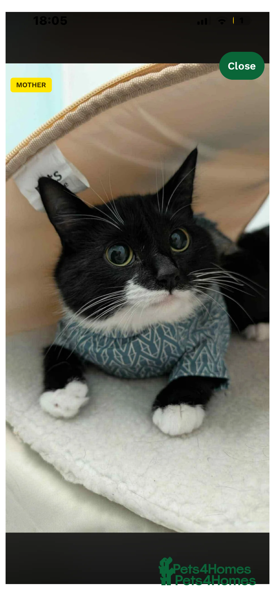 Mixed Breed cats Rescue cats- kittens and adults 🧡 - Advert 6