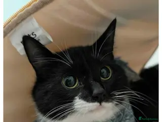 Mixed Breed cats Rescue cats- kittens and adults 🧡 - Advert 6