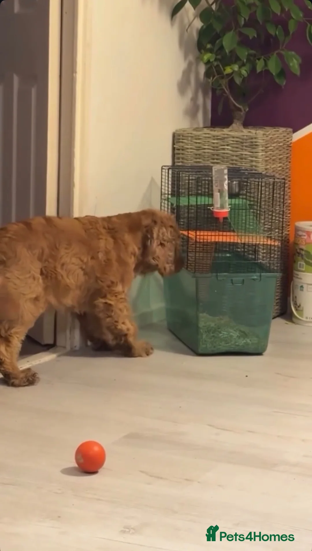 Cocker Spaniel dogs for sale: Cocker spaniel  in Tamworth - Advert 7