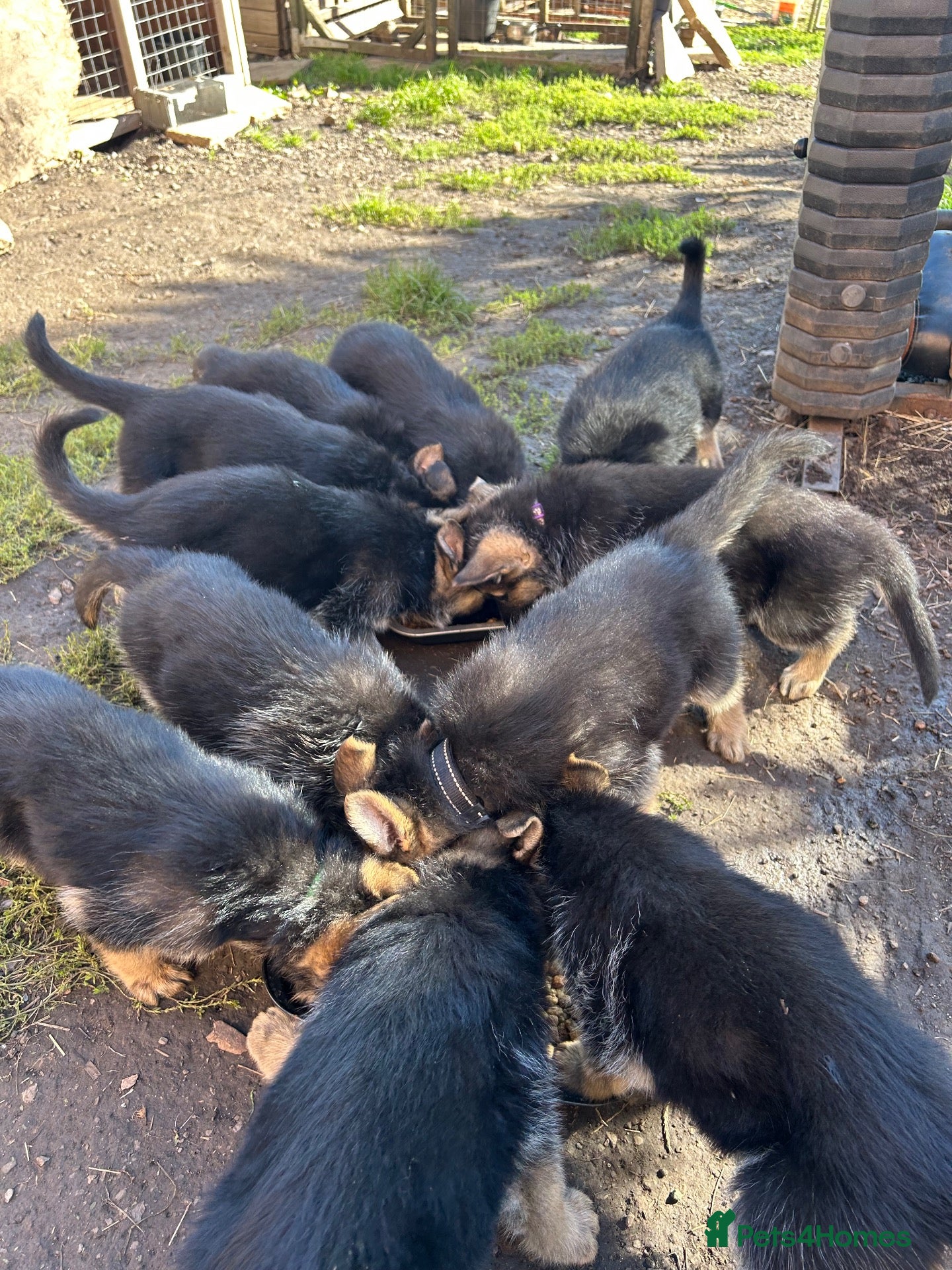 German Shepherd dogs Working line Shepherd pups - Advert 9