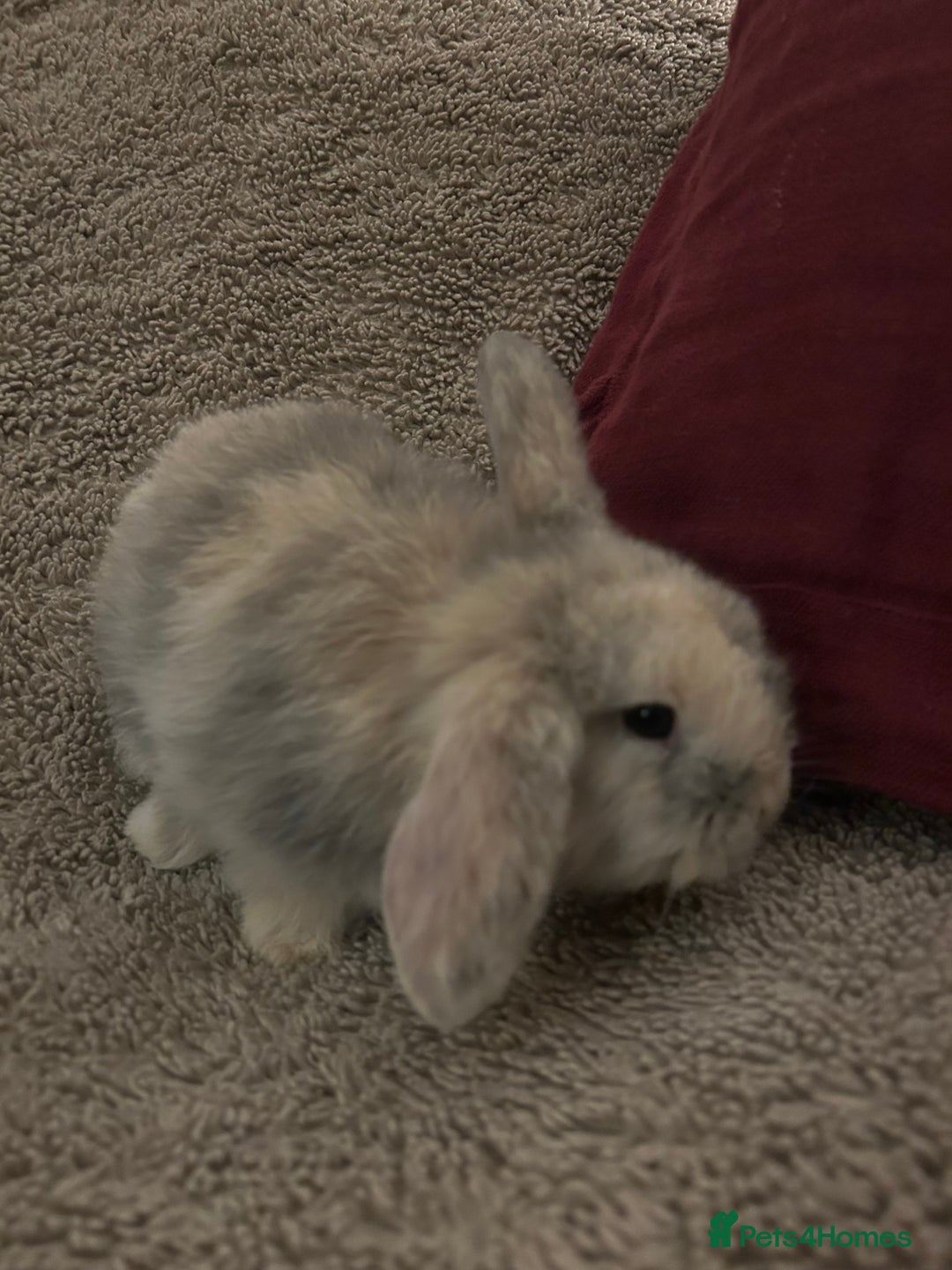 Mini Lop rabbits for sale: Two baby mini lops - Advert 9