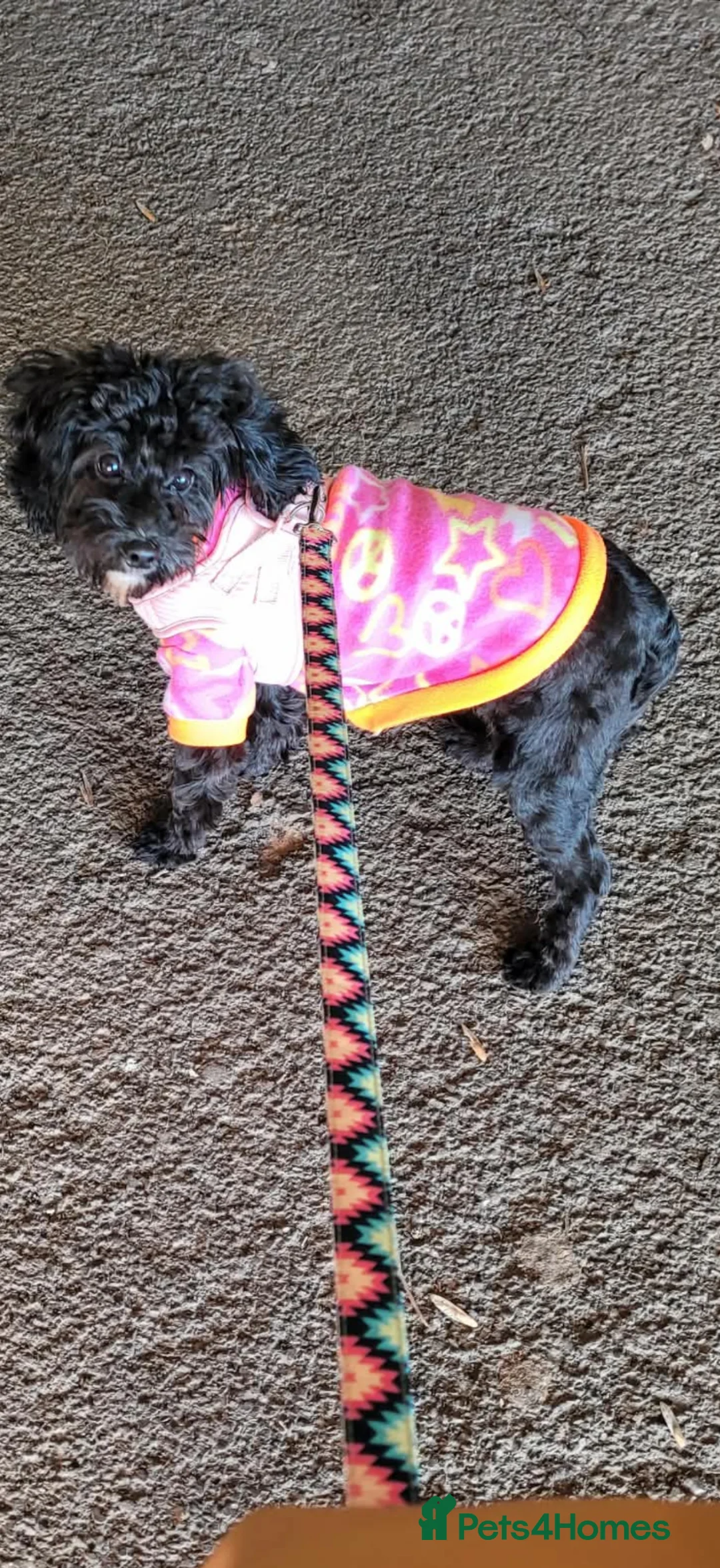 Cockapoo dogs for sale: Beautiful Cockapoo Black and white  - Advert 2