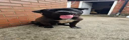 Mixed Breed dogs for sale: Spikey looking for a good home in Lincoln - Advert 1