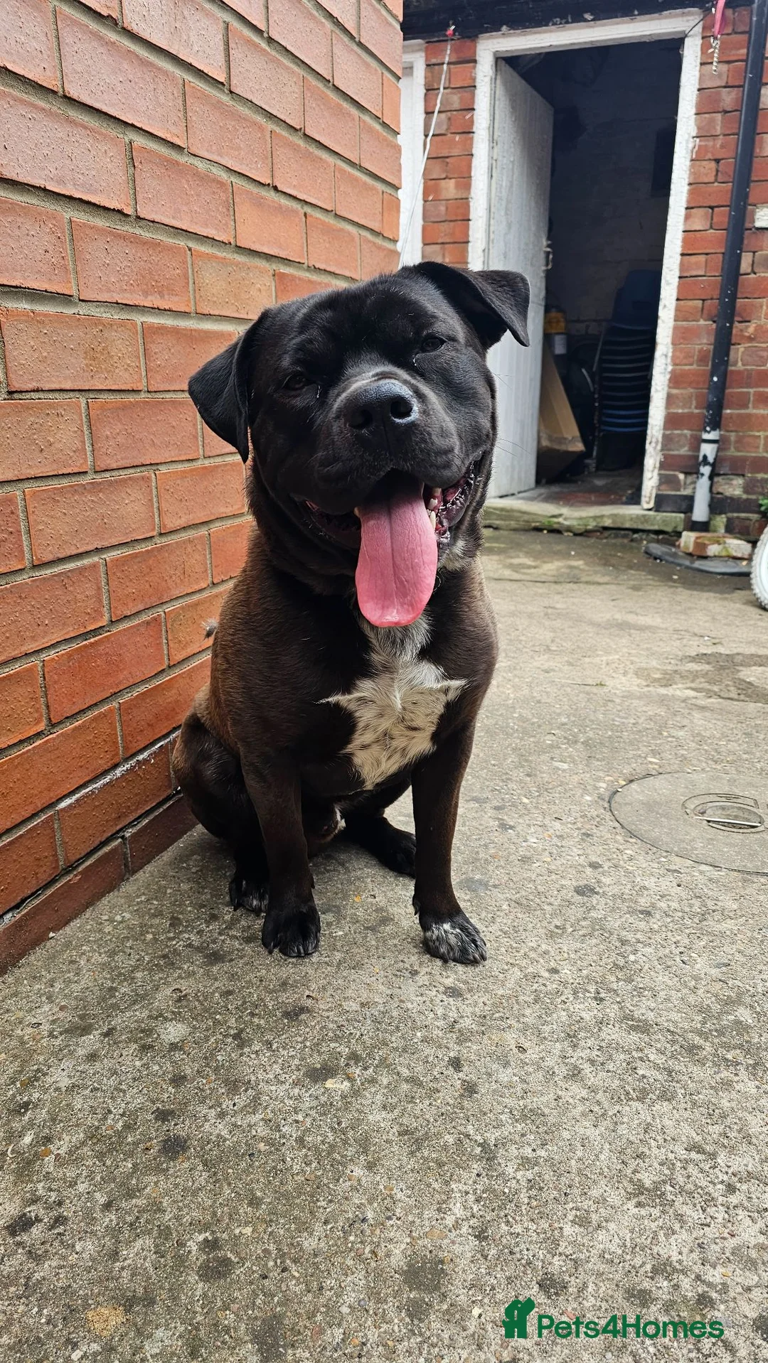 Mixed Breed dogs for sale: Spikey looking for a good home in Lincoln - Advert 1