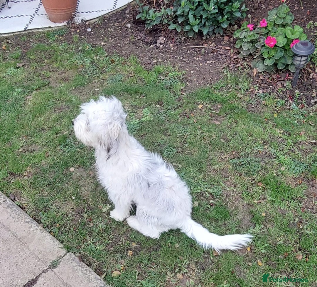 Mixed Breed dogs for adoption: George  - Advert 5