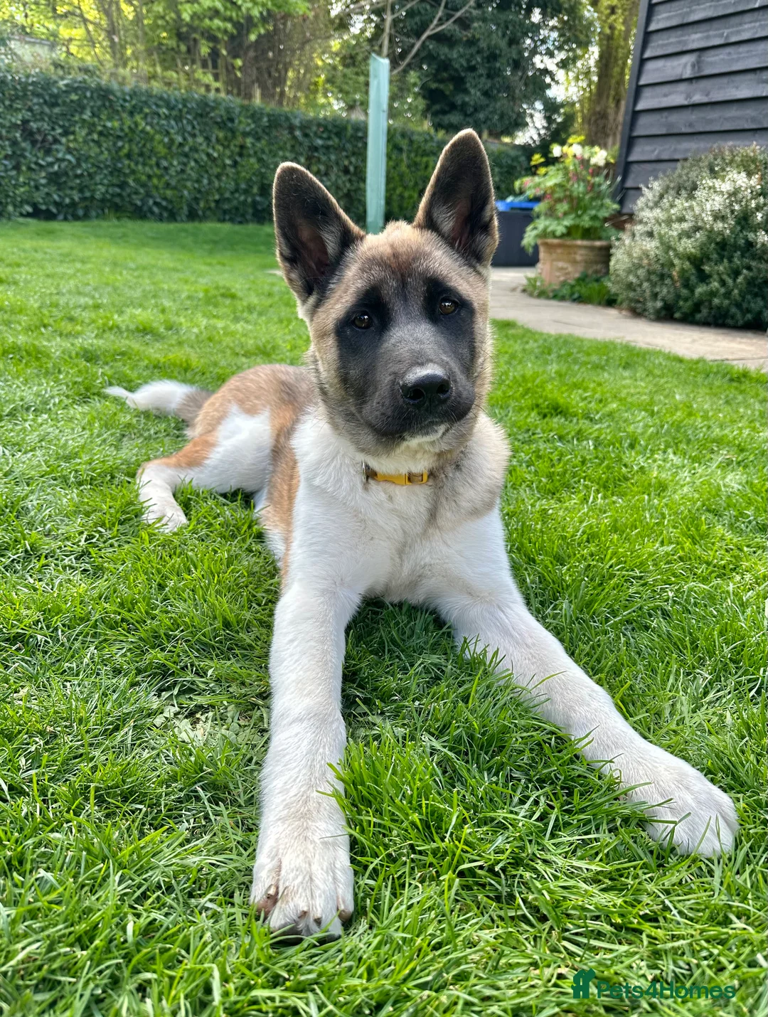 Akita dogs for sale: Akita 14 months old  - Advert 7