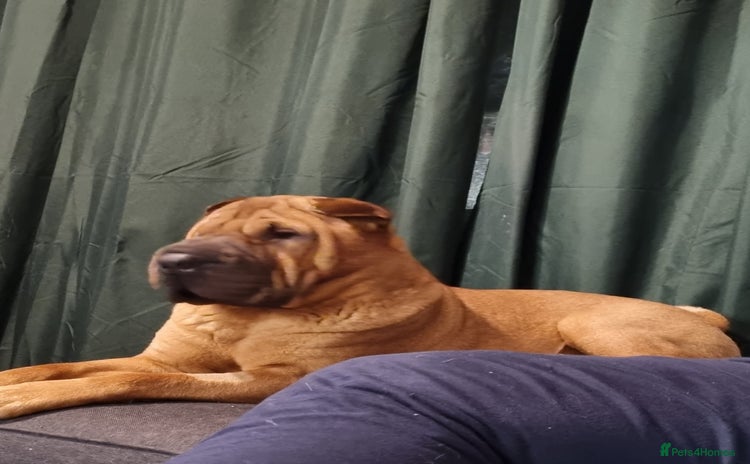 Shar Pei dogs - Advert 1