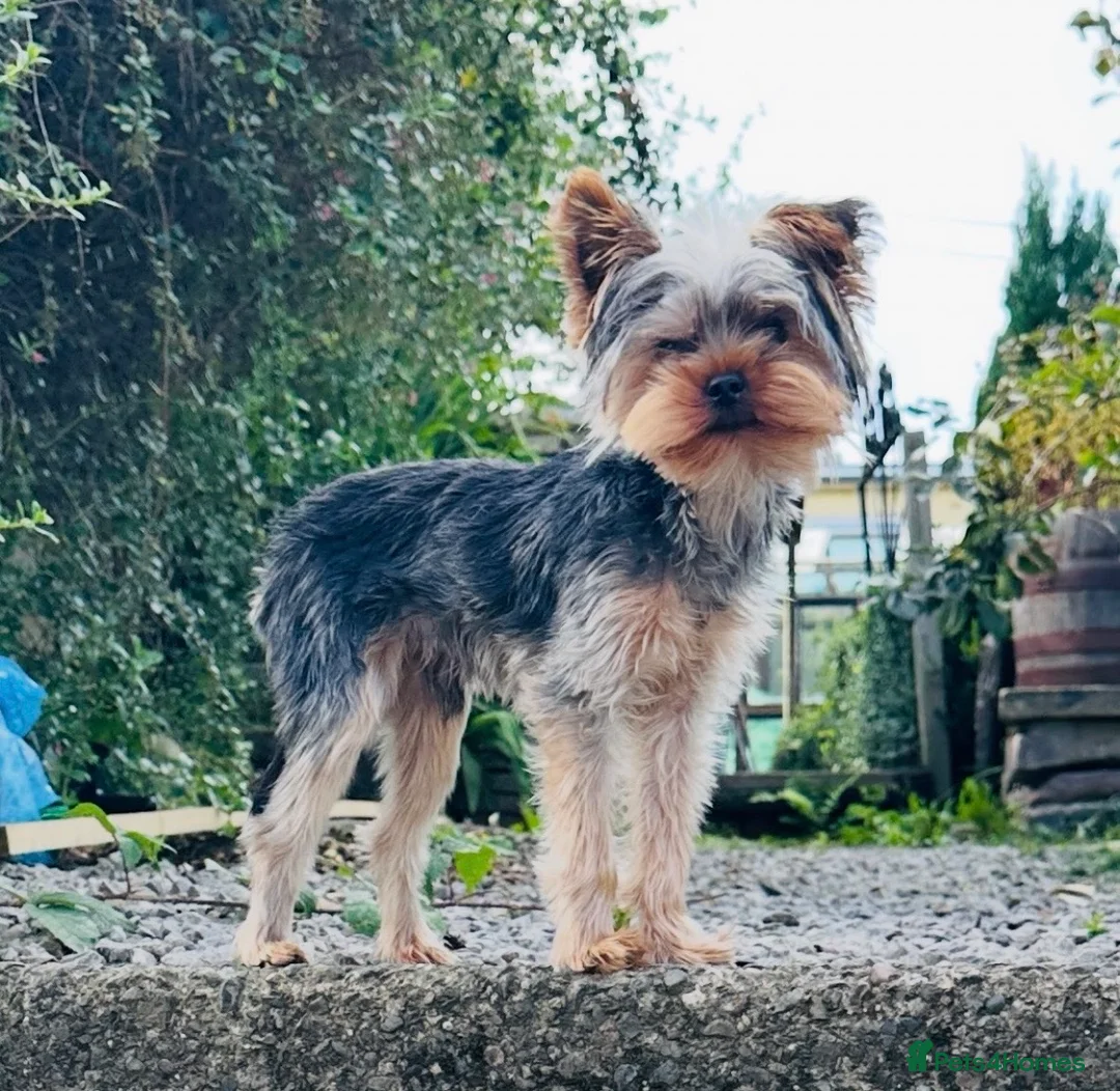 Yorkshire Terrier dogs for stud: FOR STUD KC registered Yorkshire Terrier - Advert 1