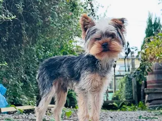 Yorkshire Terrier dogs FOR STUD KC registered Yorkshire Terrier - Advert 1