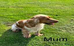Cocker Spaniel dogs for sale: Extensively Health Tested KC Reg Puppies  - Image 26