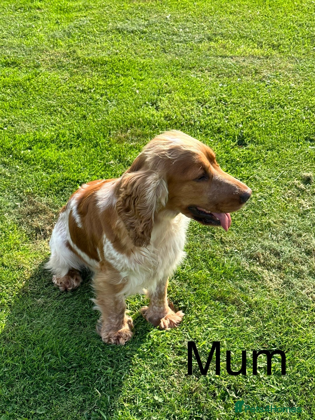Cocker Spaniel dogs for sale: Extensively Health Tested KC Reg Puppies  - Image 26