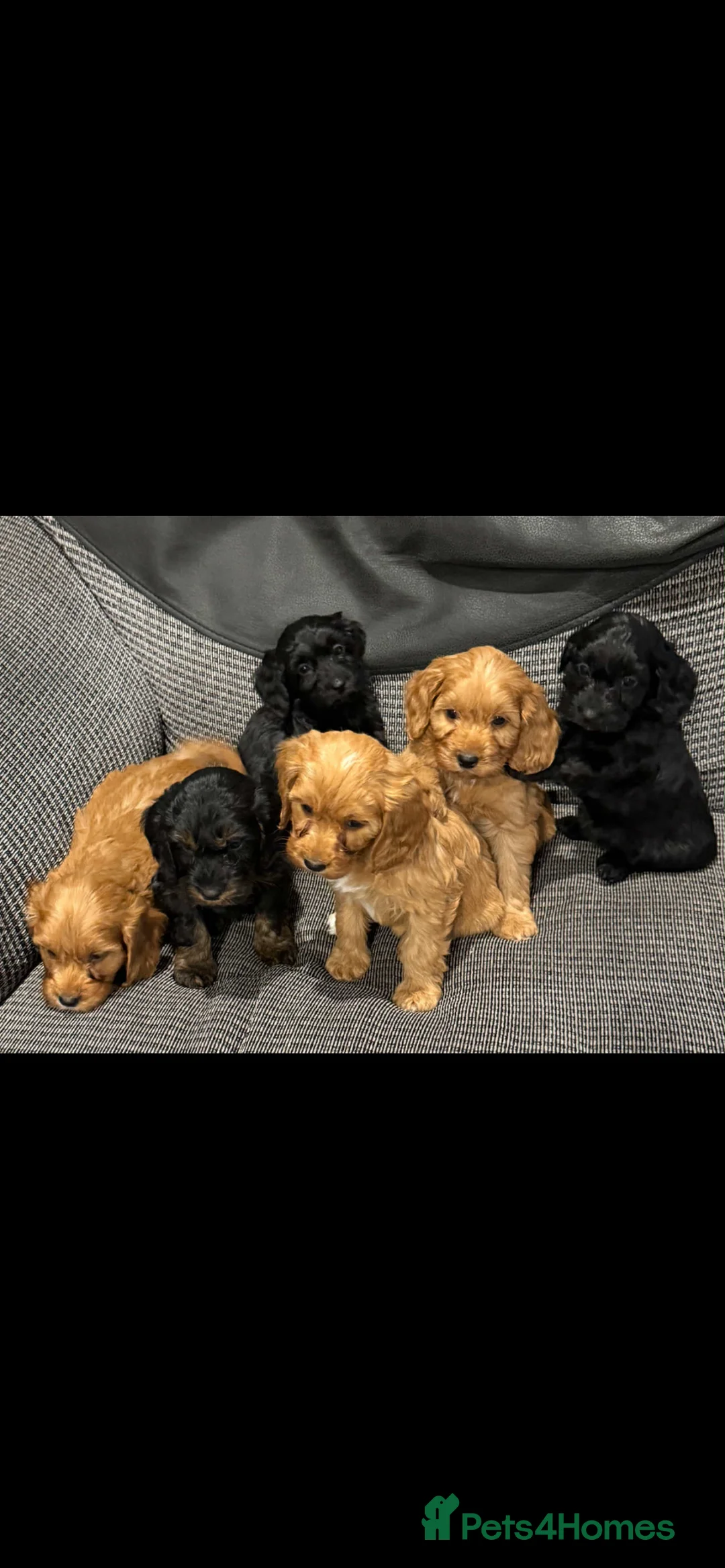 Cockapoo dogs for sale: Adorable F1 cockapoo puppies for sale - Advert 16