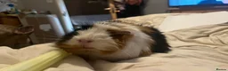 Guinea Pig rodents for sale: guinea pigs - Advert 3