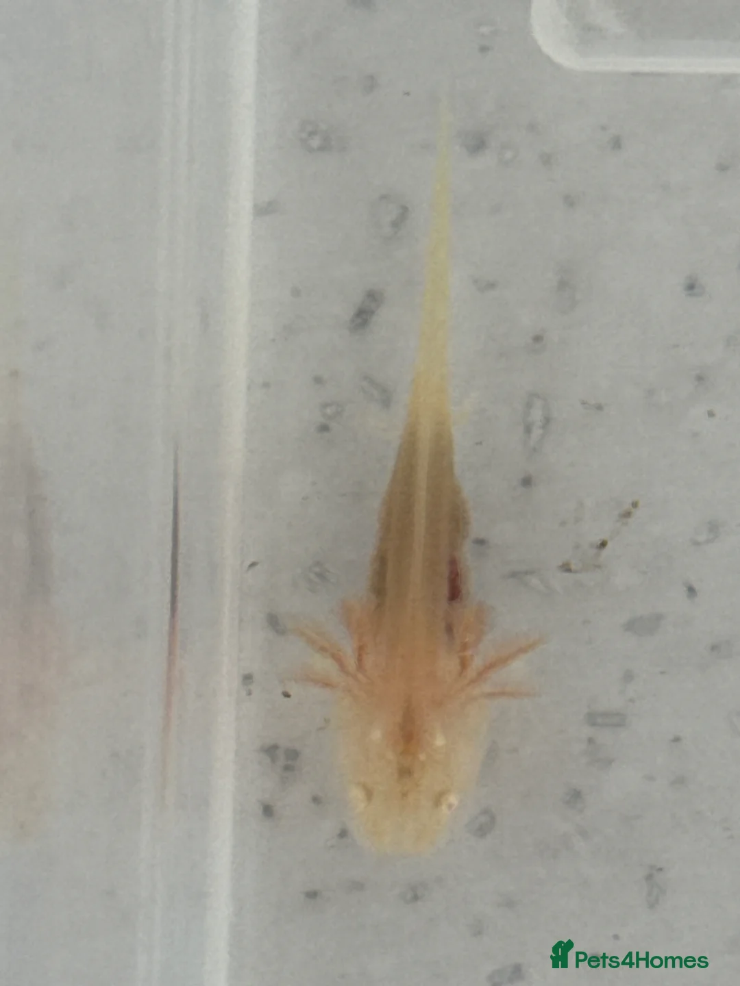 Axolotl reptiles for sale: Axolotl Babies for Sale – Healthy, Home Bred in Caerphilly - Advert 6