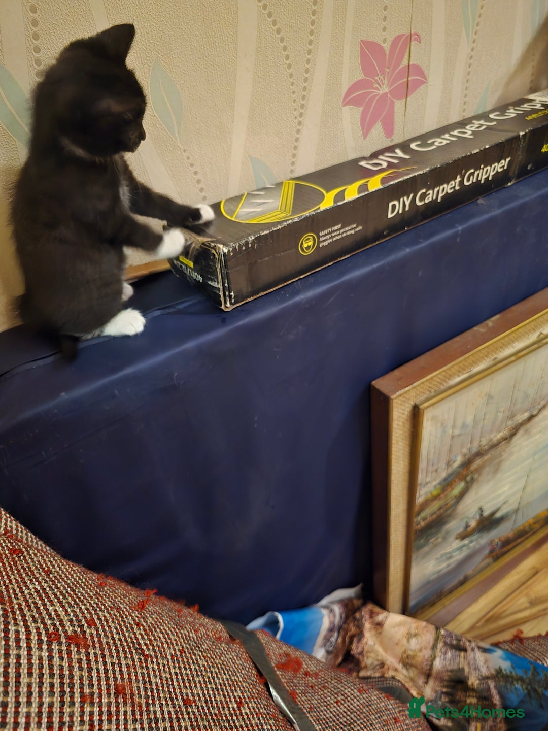 Mixed Breed cats for sale: 5 BEAUTIFUL KITTENS LOOKING NEW HOME  - Image 25