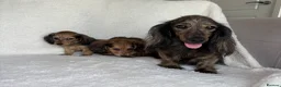 Miniature Dachshund dogs for sale: Two longhair miniature dachshund puppies READY NOW - Advert 3