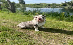 Dorset Olde Tyme Bulldogge dogs for sale: 11 month Old Tyne BullDog  - Image 12