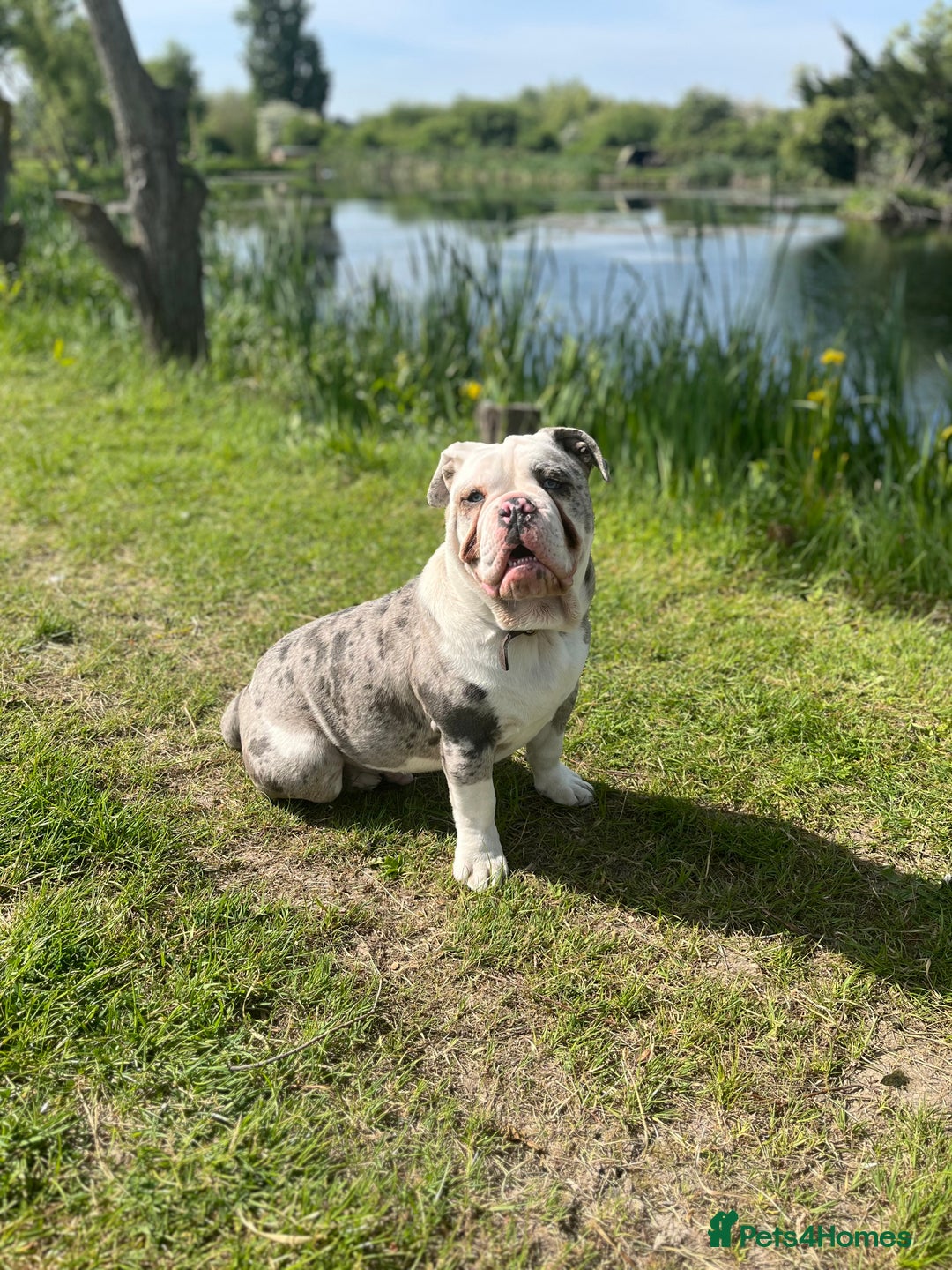 Dorset Olde Tyme Bulldogge dogs for sale: 11 month Old Tyne BullDog  - Image 12