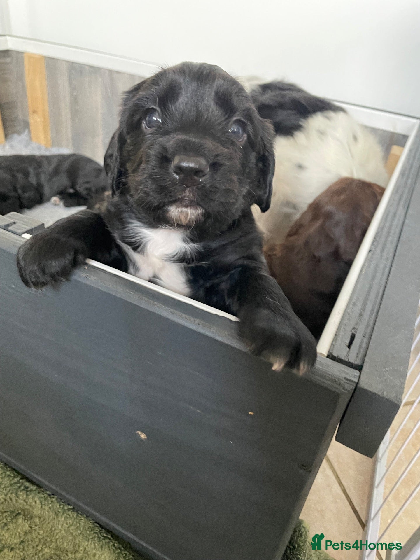Sprocker dogs Beautiful Sprocker Puppies - Advert 2