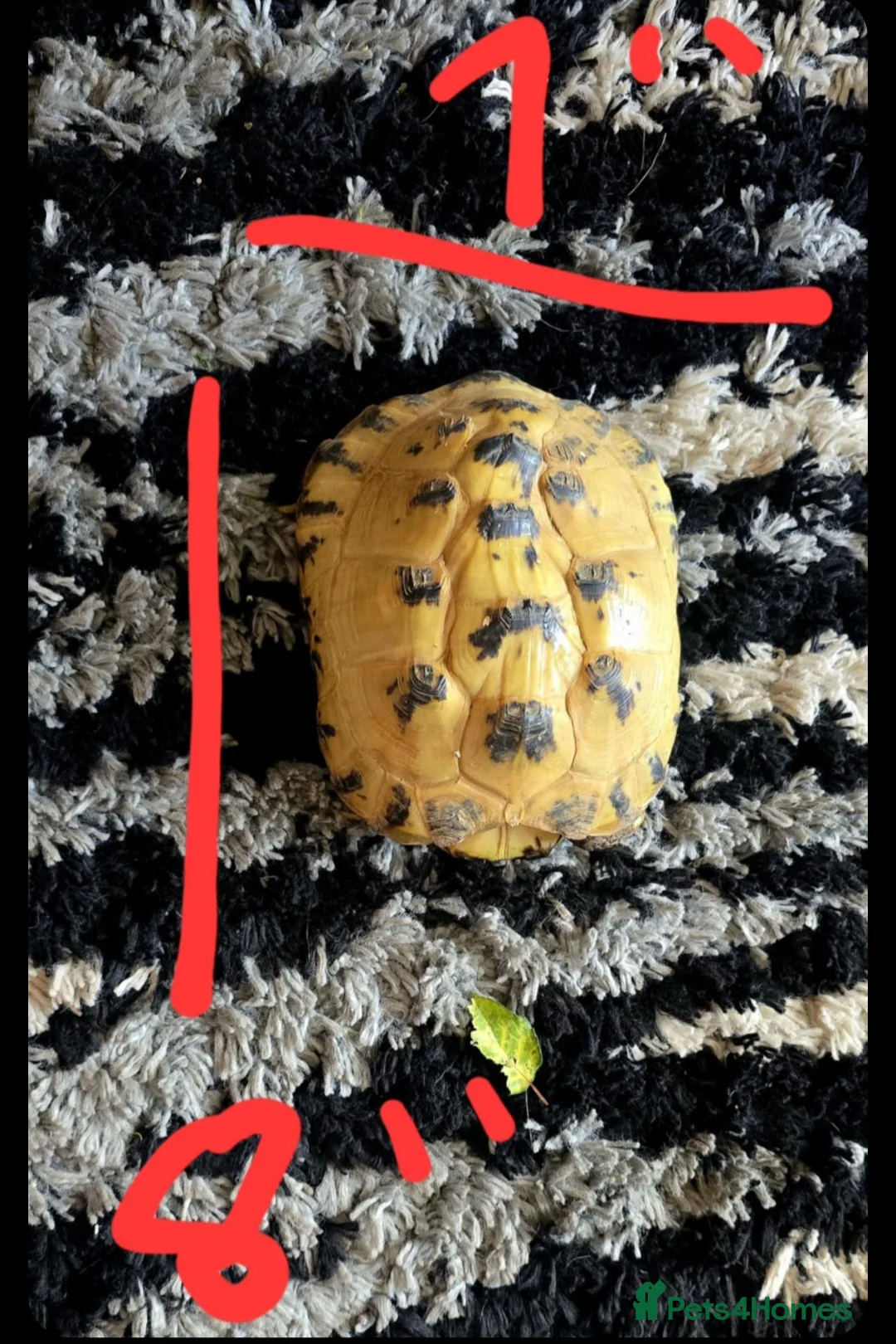 Tortoise reptiles for sale: Tortoise FREE to a good home  in Widnes - Advert 2